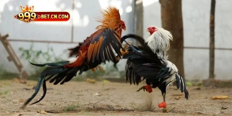 Theo dõi các trận đá gà chất lượng cao tại nhà cái